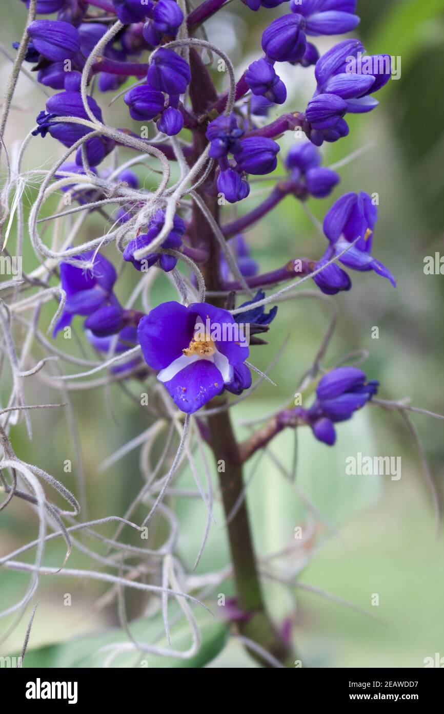 Blauer Ingwer Dischorisandra thyrsiflora Wildblume Stockfoto