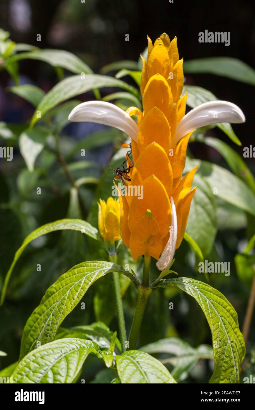 Lollipop Pflanze Pachystachys lutea und stachellose Bienen meliponine Stockfoto