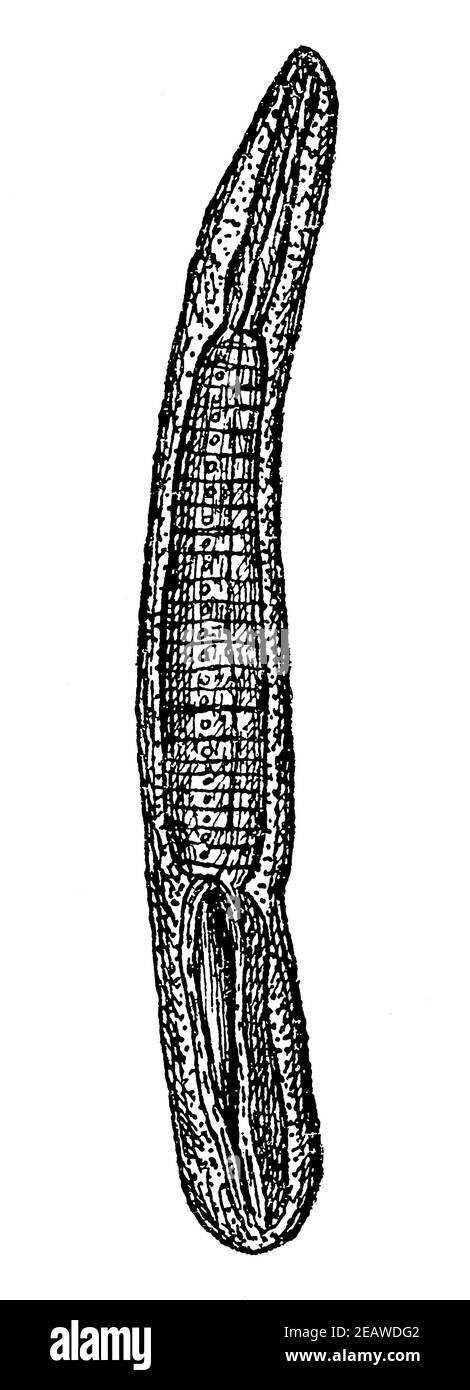 Junge Muskeltrichinae (Trichinella spiralis) vor dem Start des Rollout. Illustration des 19th. Jahrhunderts. Deutschland. Weißer Hintergrund. Stockfoto