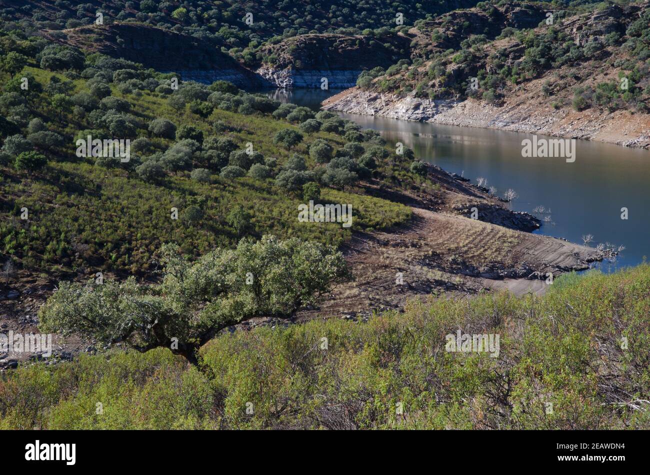 Torrejon Tietar Reservoir und mediterranen Wald. Stockfoto