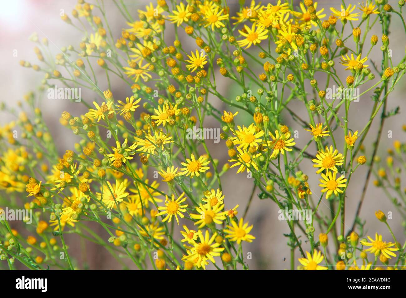 Senico jacobaea blüht im Garten. Jacobaea vulgaris blüht in sonnigen Strahlen Stockfoto