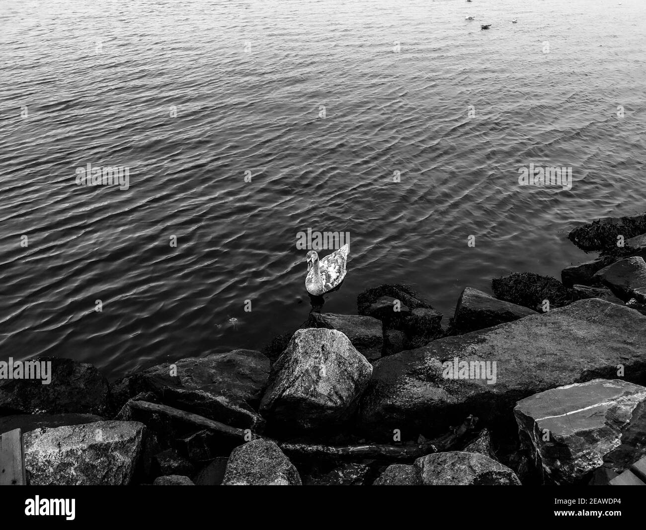 Weiß-schwarzer Schwan schwimmend im Wasser - Lysaker Stockfoto