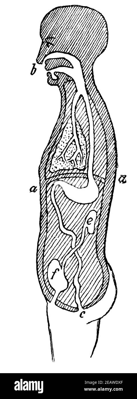 Schema der Struktur des menschlichen Körpers. Illustration des 19th. Jahrhunderts. Deutschland. Weißer Hintergrund. Stockfoto