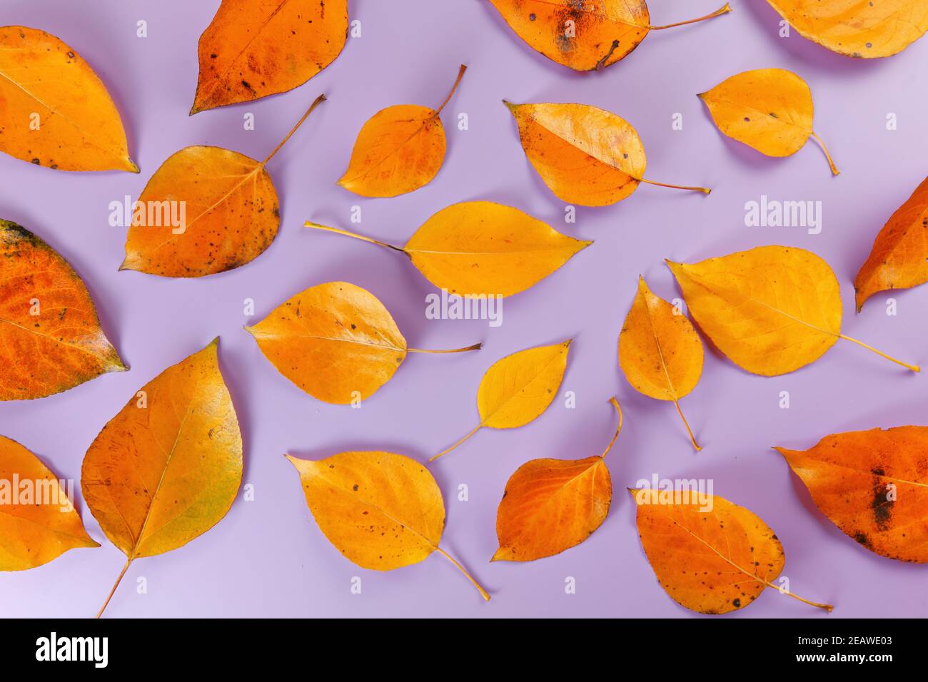 Orangefarbene Herbstblätter auf Fliederbrett, Nahaufnahme von oben nach unten Stockfoto