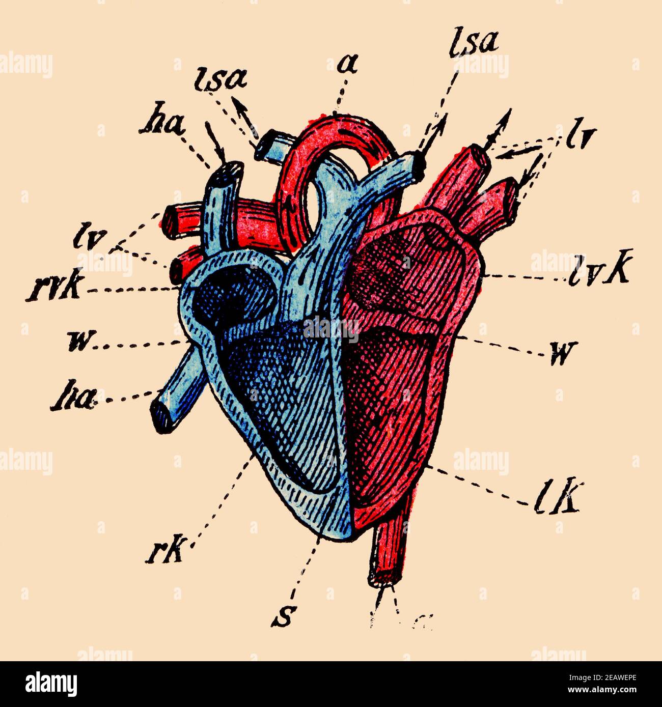 Ein schematischer Ausschnitt des menschlichen Herzens. Illustration des 19th. Jahrhunderts. Deutschland. Farbbild. Stockfoto