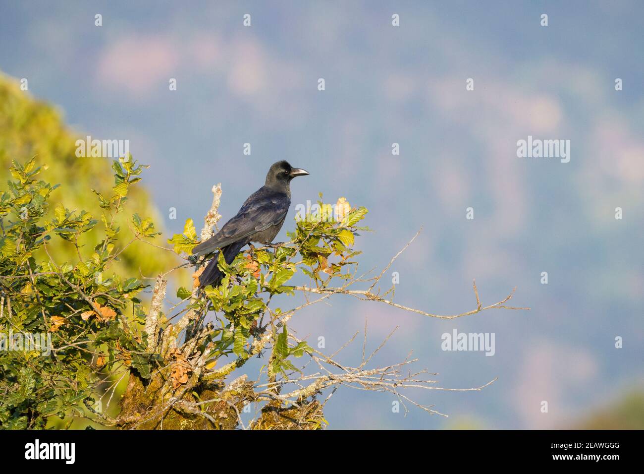 Große Rabe (Corvus macrorhynchos), die auf einem Ast thront. Ausläufer des Himalaya. Nepal. Stockfoto