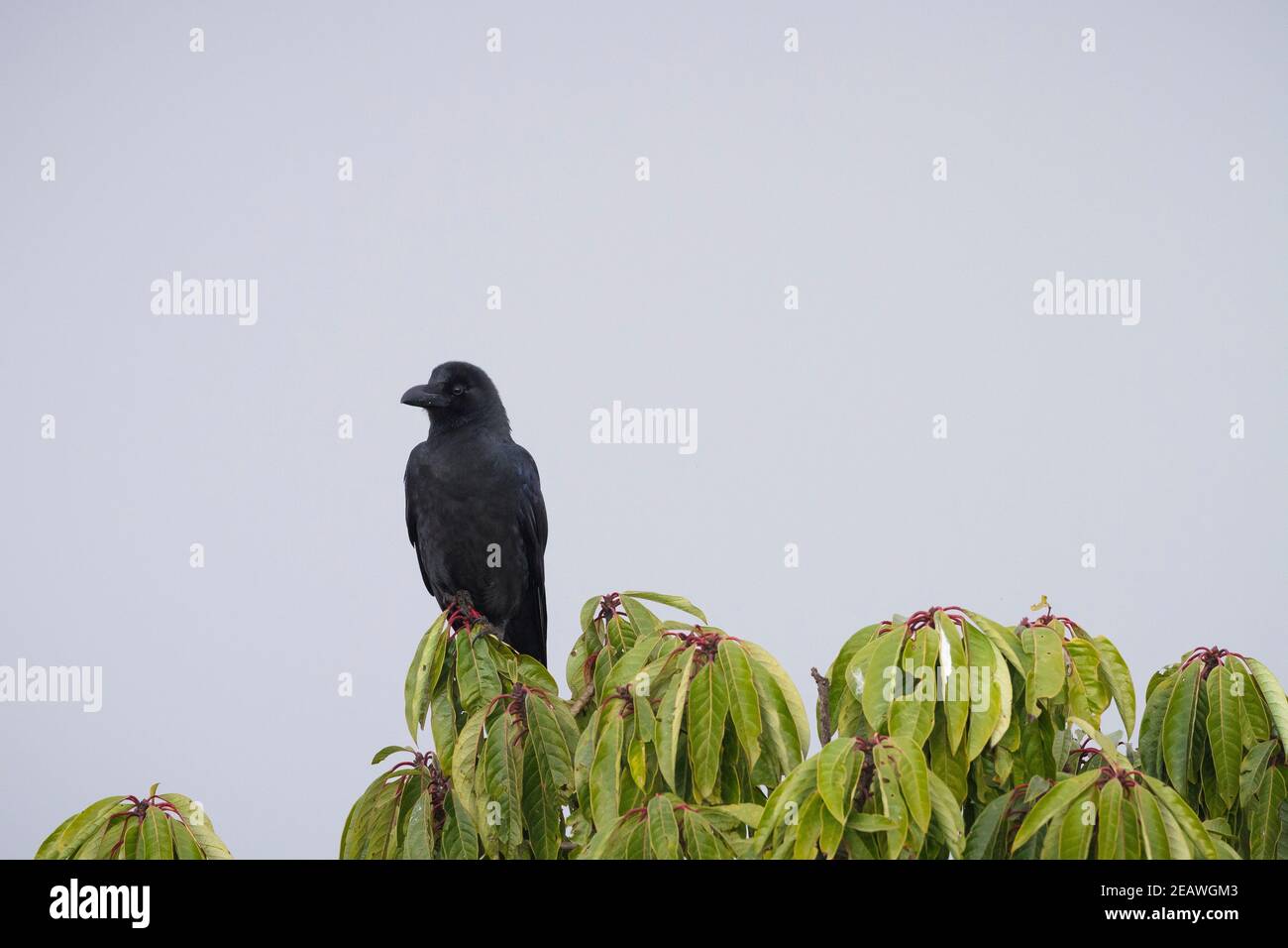 Auf einem Baum thronende Krähe (Corvus macrorhynchos). Ausläufer des Himalaya. Nepal. Stockfoto