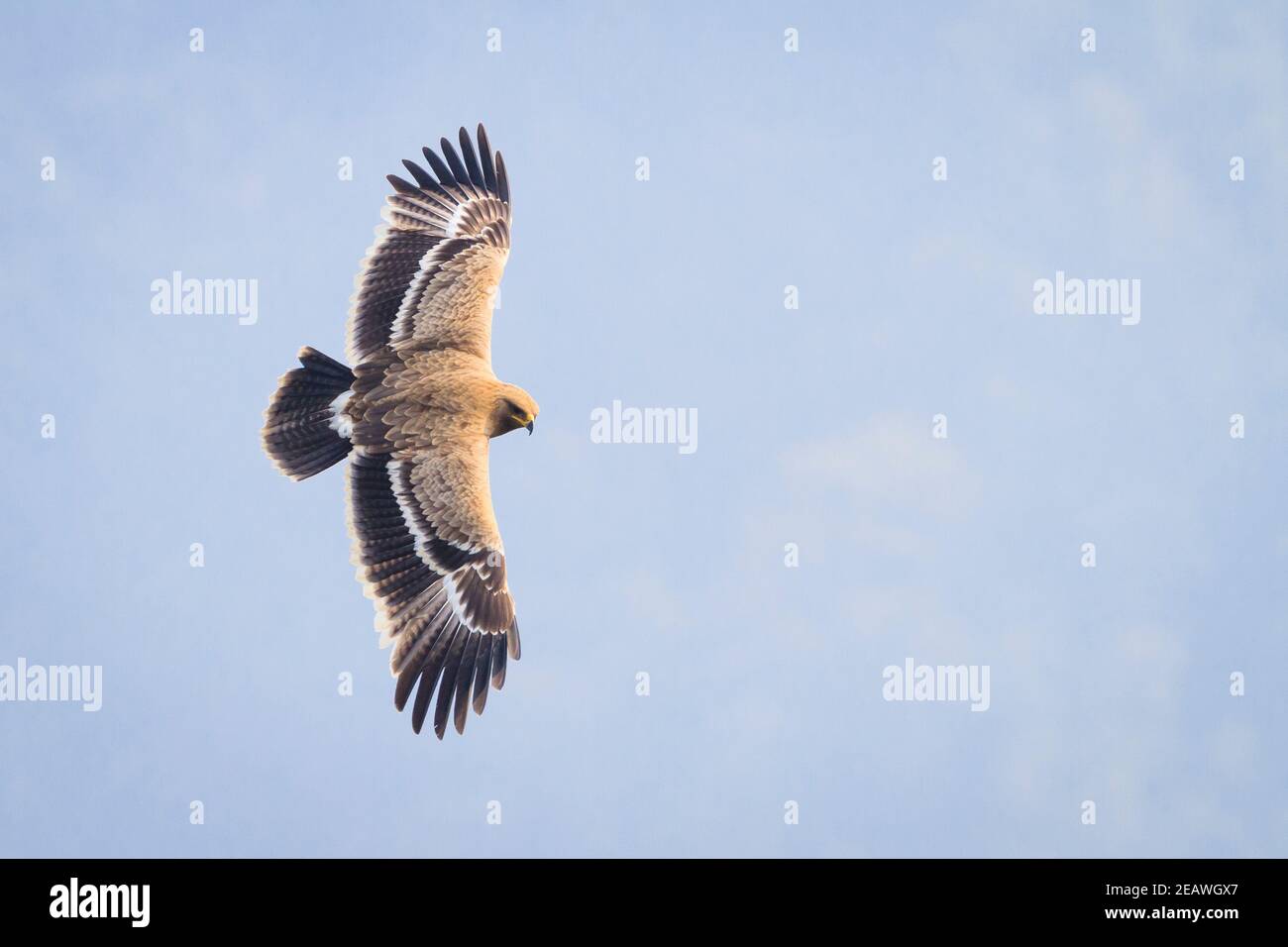 Juveniler Steppenadler (Aquila nipalensis), der über ein Tal fliegt. Nepal. Stockfoto