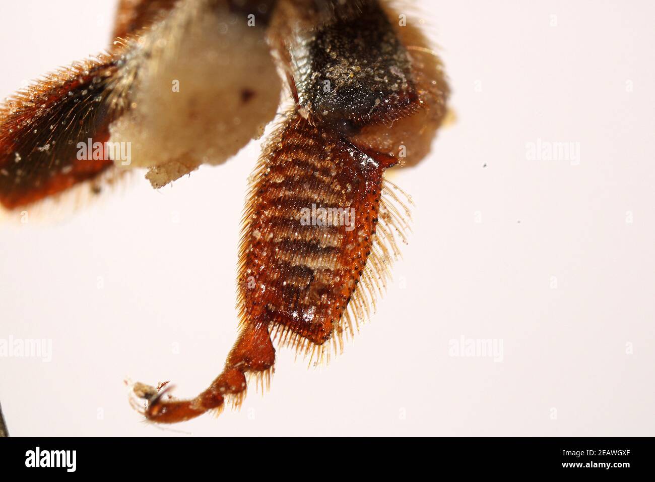Nur die Bienen Knie Stockfoto