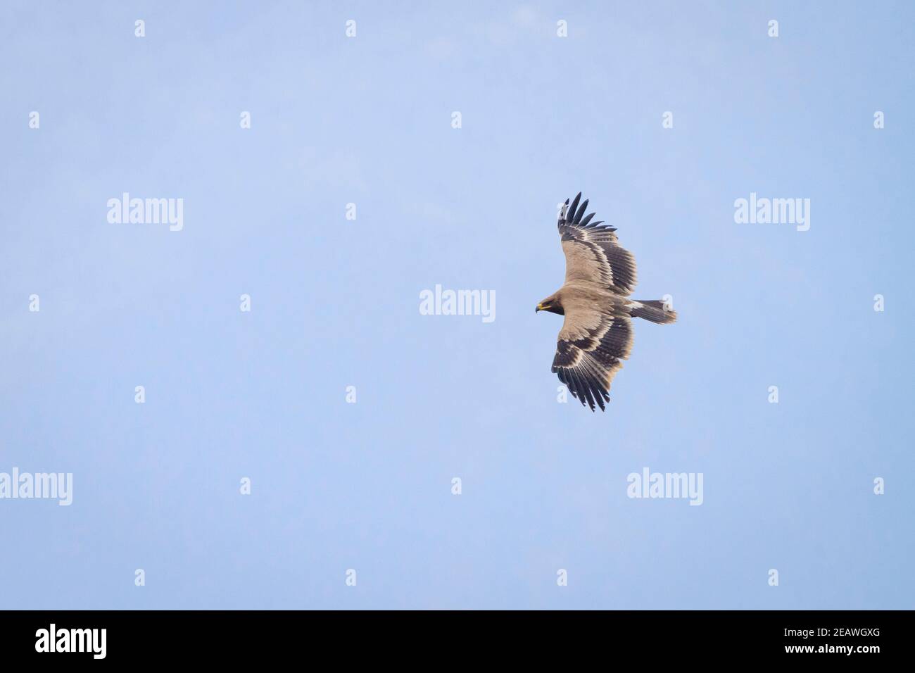 Juveniler Steppenadler (Aquila nipalensis) im Flug. Nepal. Stockfoto