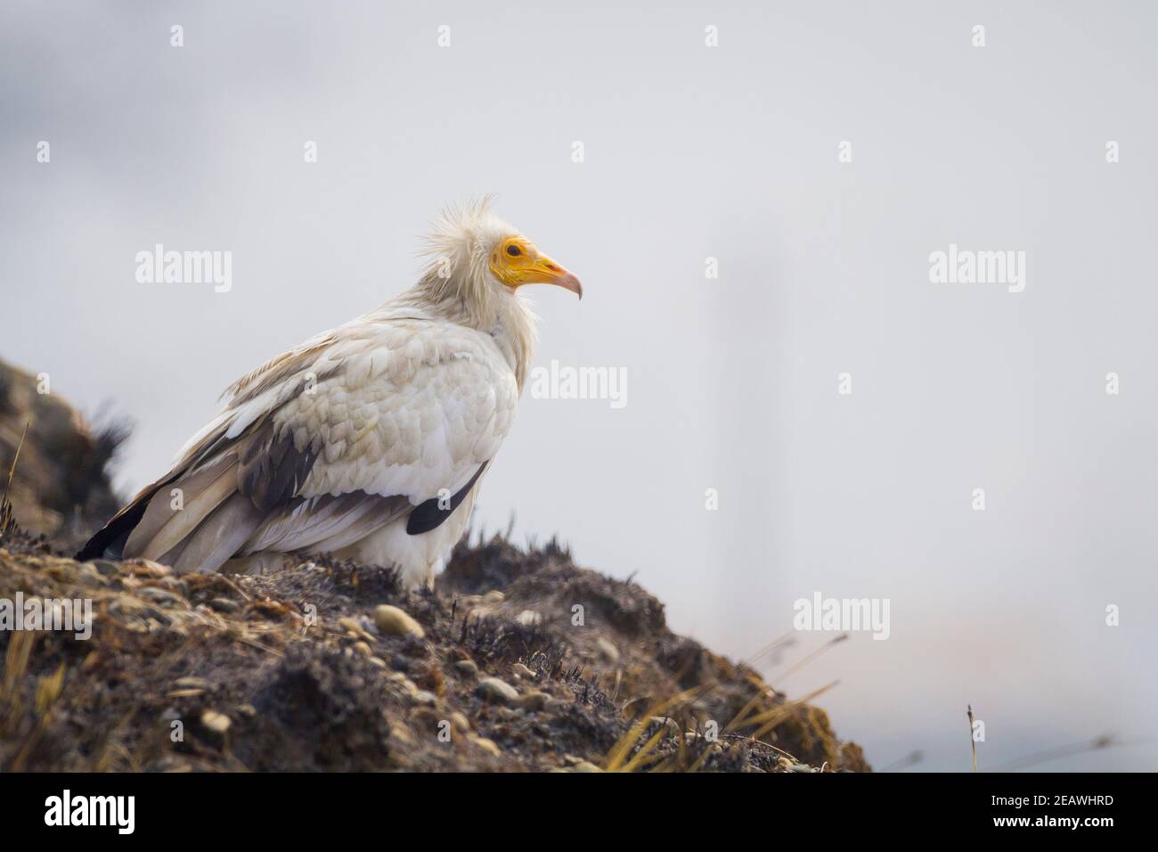 Ägyptischer Geier (Neophron percnopterus) auf verbranntem Boden. Pokhara. Nepal. Stockfoto