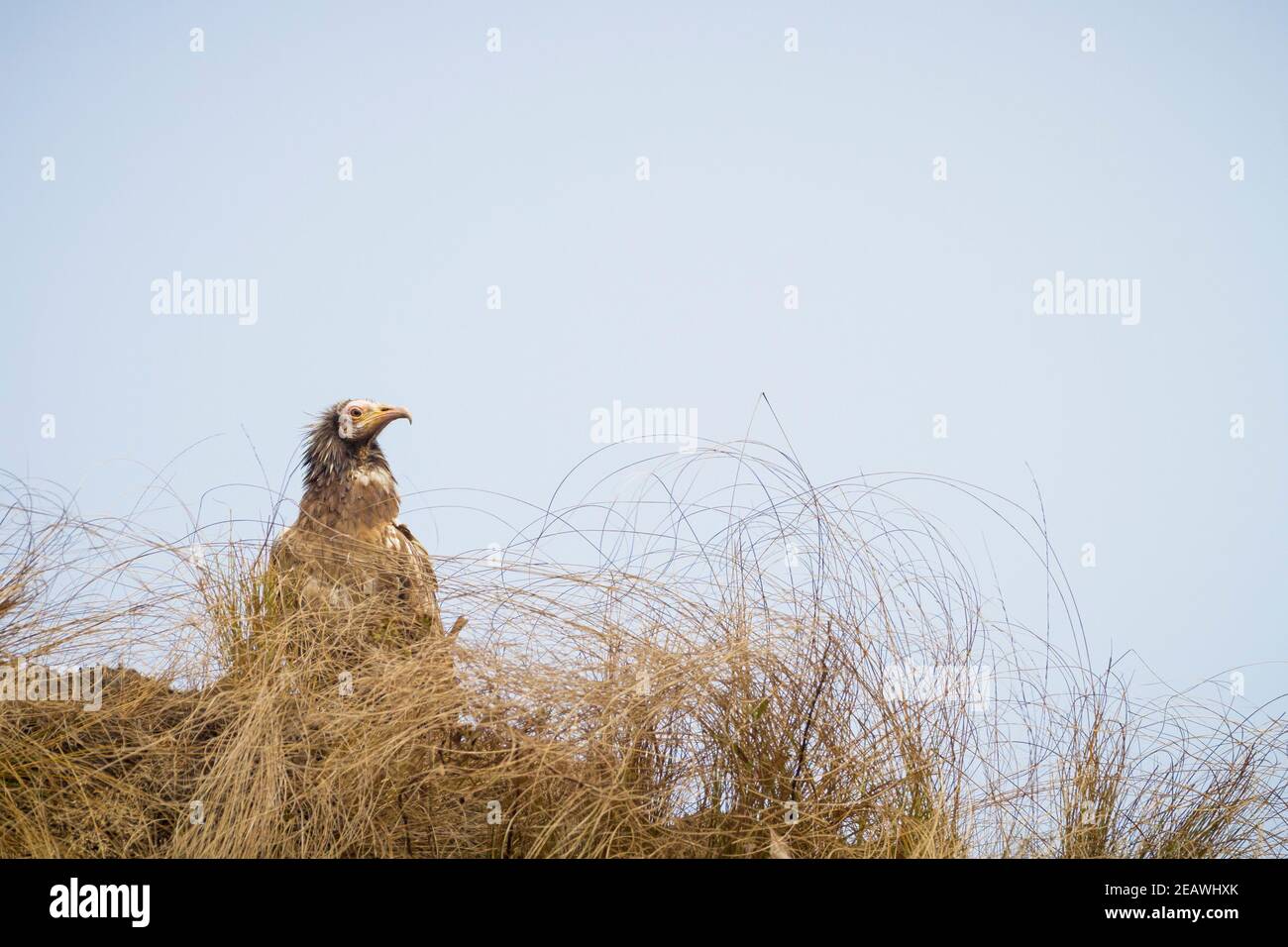 Ägyptischer Geier (Neophron percnopterus) juvenile auf dem Boden thront. Pokhara. Nepal. Stockfoto