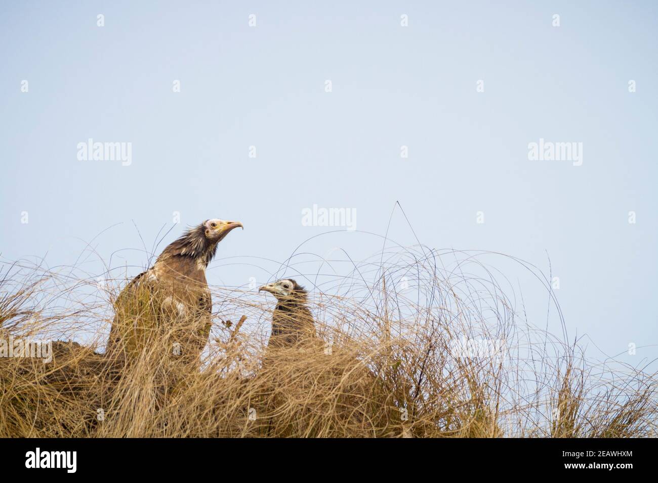 Ägyptische Geier (Neophron percnopterus) Jungvögel auf dem Boden thront. Pokhara. Nepal. Stockfoto