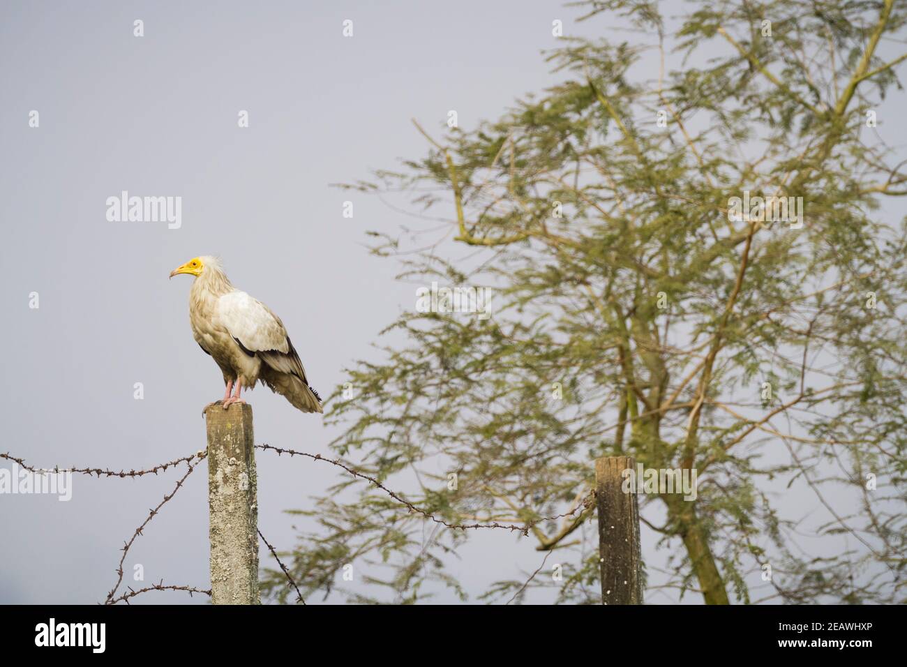 Ägyptischer Geier (Neophron percnopterus) auf einem Zaun thront. Pokhara. Nepal. Stockfoto