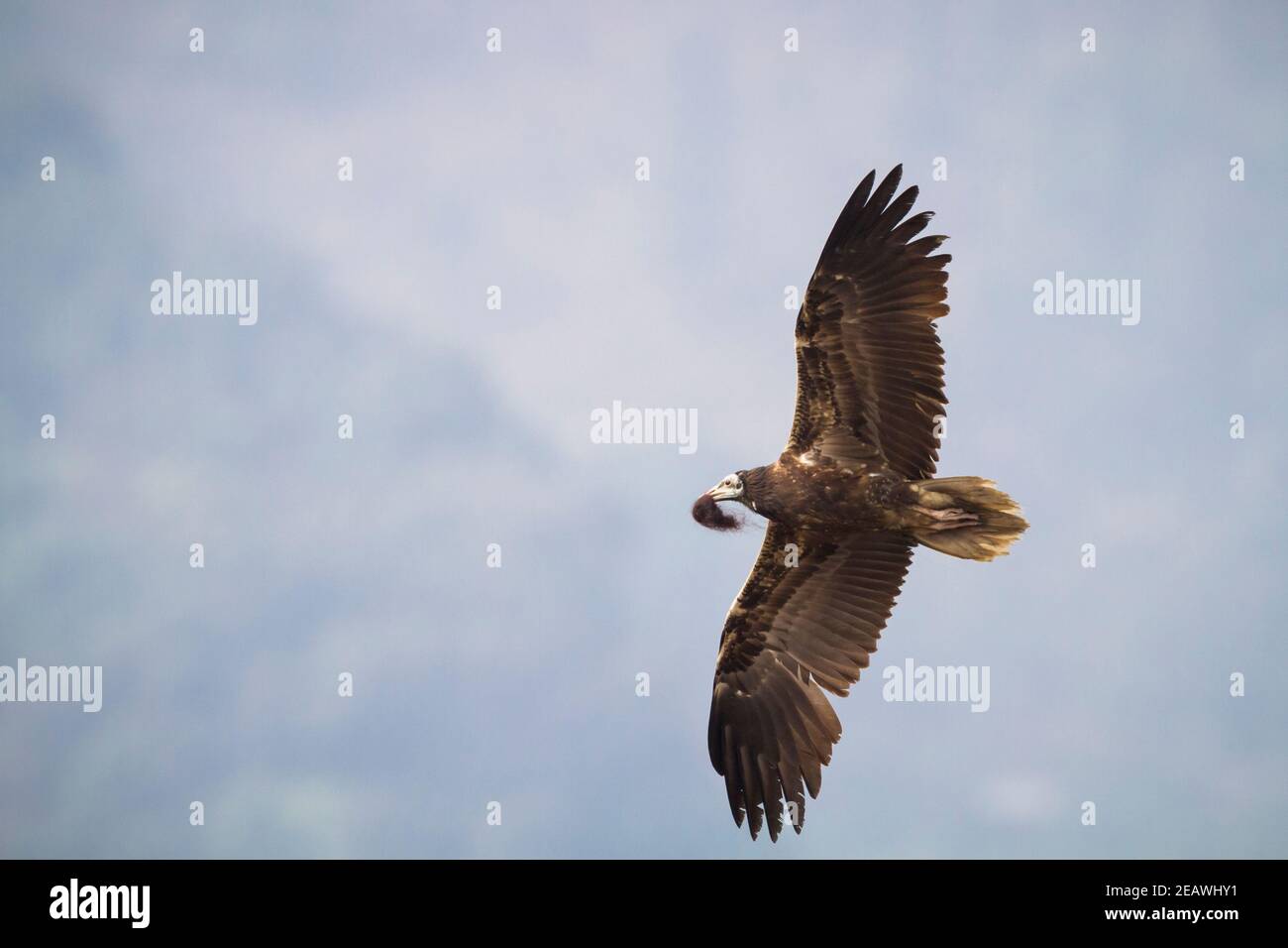 Juvenile Egyptian Vulture (Neophron percnopterus) fliegen und tragen ein Büschel von Haaren in seinem Schnabel. Pokhara. Nepal. Stockfoto