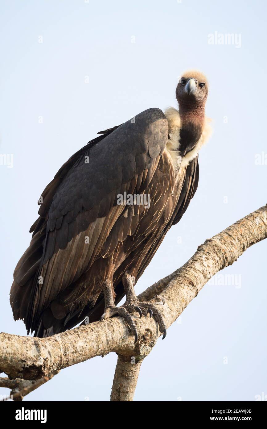 Weißrumpelgeier (Gyps bengalensis) auf einem Baum. Nepal. Stockfoto