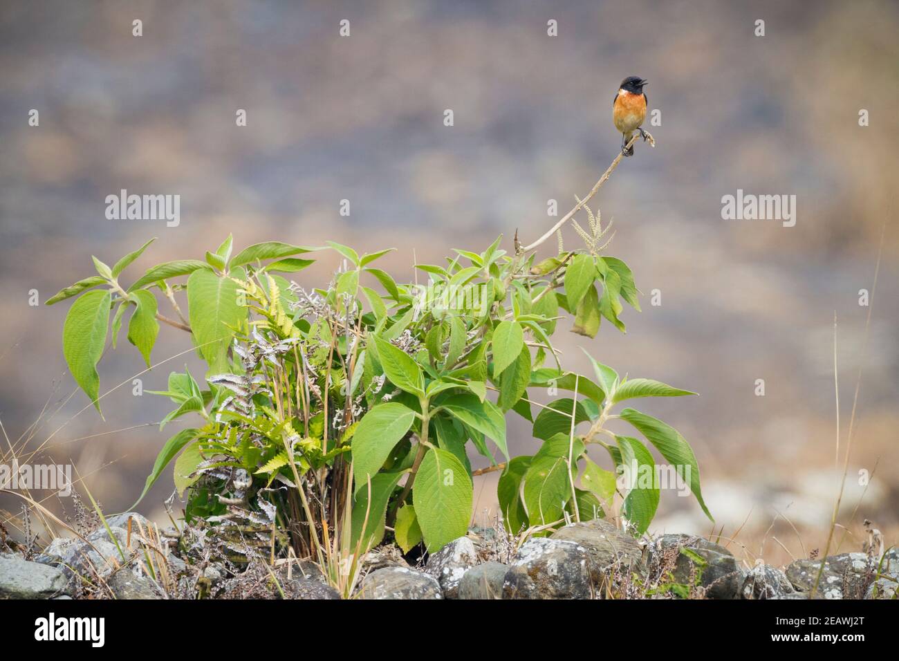 Asiatischer Stonechat (Saxicola maurus indicus) auf Busch. Pokhara. Nepal. Stockfoto