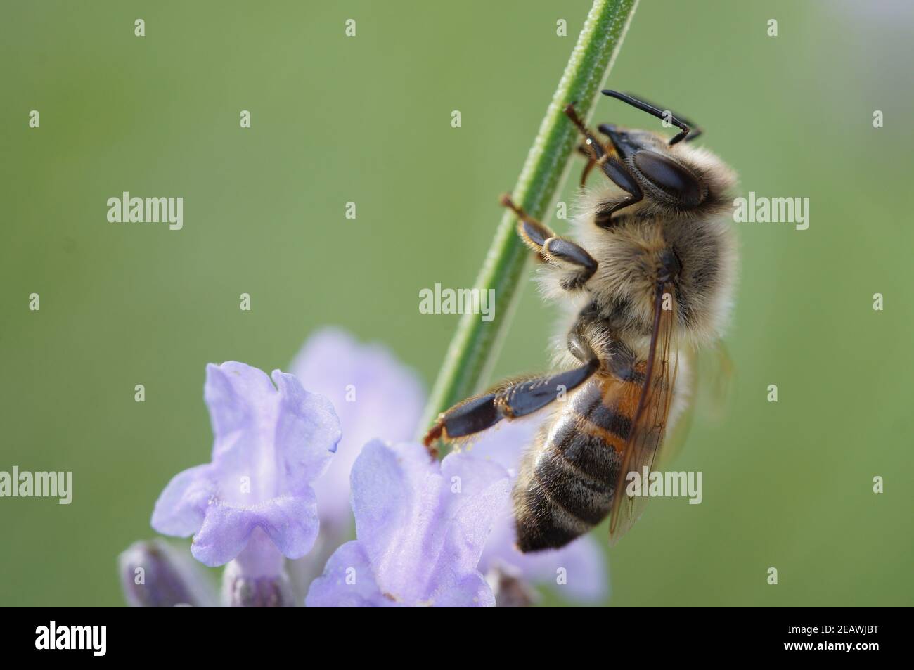APIs mellifera, Nahaufnahme der europäischen Honigbiene, die auf der Lavendelblüte sitzt Stockfoto