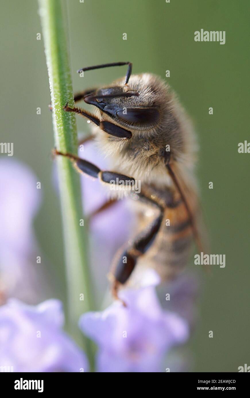 APIs mellifera, Makroaufnahme der europäischen Honigbiene, die auf der Lavendelblüte sitzt Stockfoto