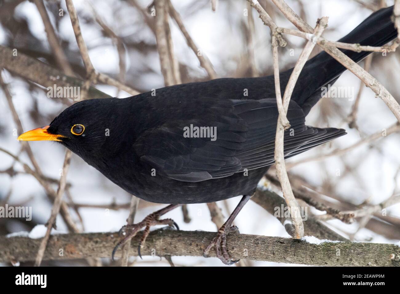 Blackbird Turdus Merula Auge und gelber Schnabel im Schneestrausch Stockfoto