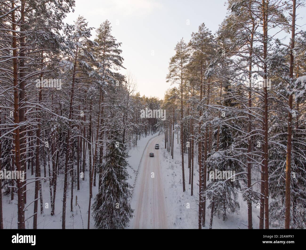 Winterwald mit frostigen Bäumen, Luftbild. Stockfoto