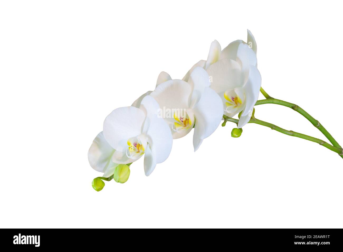Weiße phalaenopsis Orchidee isoliert auf weißem Hintergrund - wie man Orchideen Konzept wächst. Stockfoto