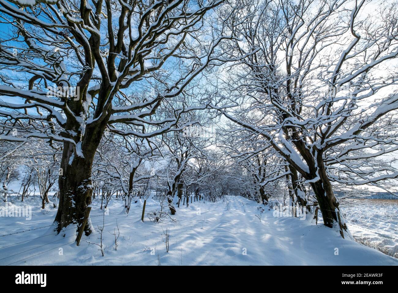 Schneebedeckte Allee von Bäumen, West Lothian, Schottland. Stockfoto