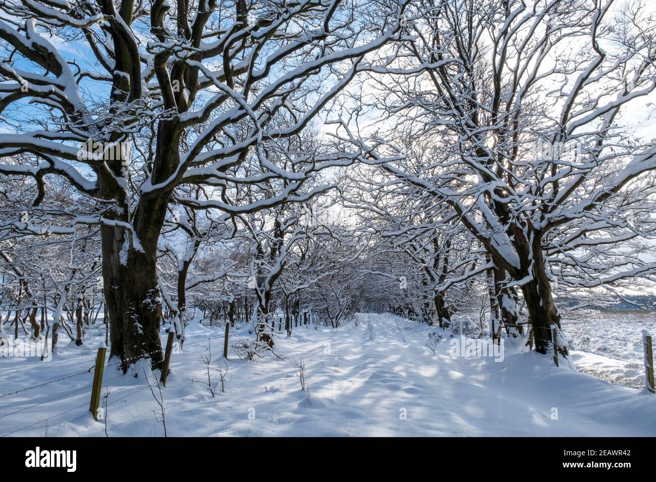 Schneebedeckte Allee von Bäumen, West Lothian, Schottland. Stockfoto