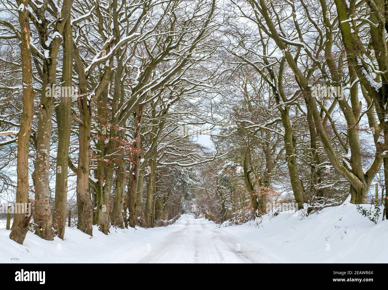 Schneebedeckte Allee von Bäumen, West Lothian, Schottland. Stockfoto