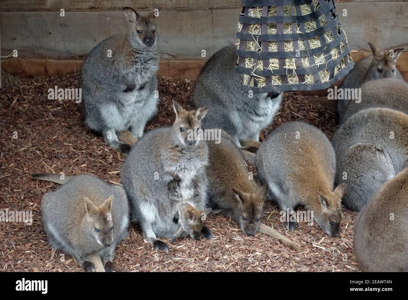 Gruppe von Wallabys, einer davon mit einem Baby in der Tasche. Sie leben in der Gefangenschaft. Es ist bedrohte Arten wegen des Verschwindens seines Lebensraums Stockfoto
