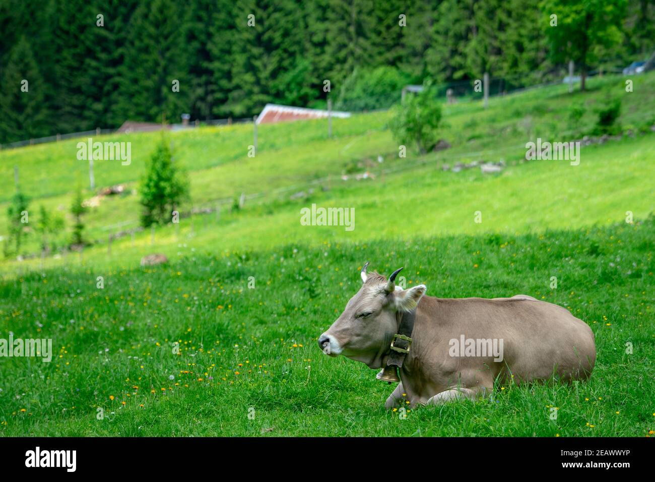 Braune Milchkuh mit Glocke auf üppigem Gras auf einem Sonniger Sommertag in den österreichischen alpen Stockfoto