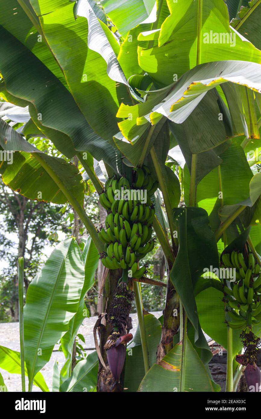 Grüne Bananen und Blume auf Baum Stockfoto