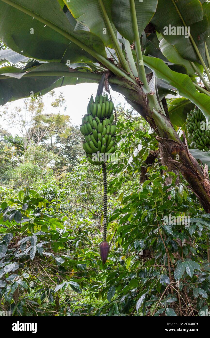 Grüne Bananen und Blume auf Baum Stockfoto