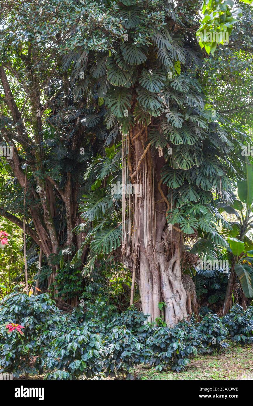 Monstera deliciosa (gebruchliche Namen: Ceriman, Schweizer Kserei,  Monstera, mexikanische Brotfrucht, Delicious Monster und falsch,  Spaltblttriger Philodendron Stockfotografie - Alamy