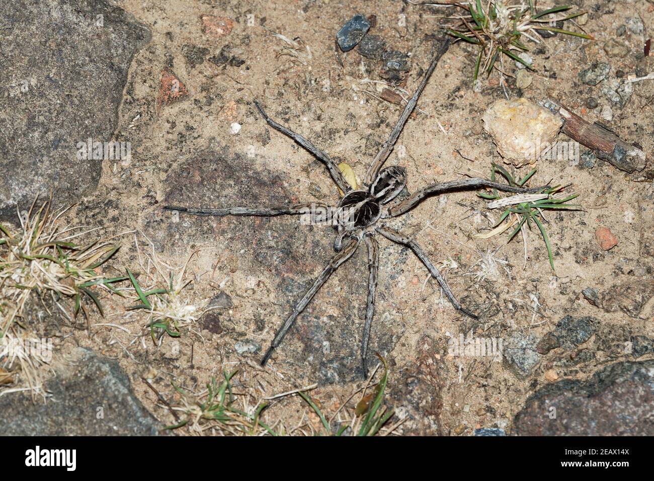 Wolf Spider - Tasmanicosa tasmanica australische Spinnenfamilie Lycosidae, robuste und agile Jäger mit ausgezeichnetem Sehvermögen, leben meist in Einsamkeit und Stockfoto