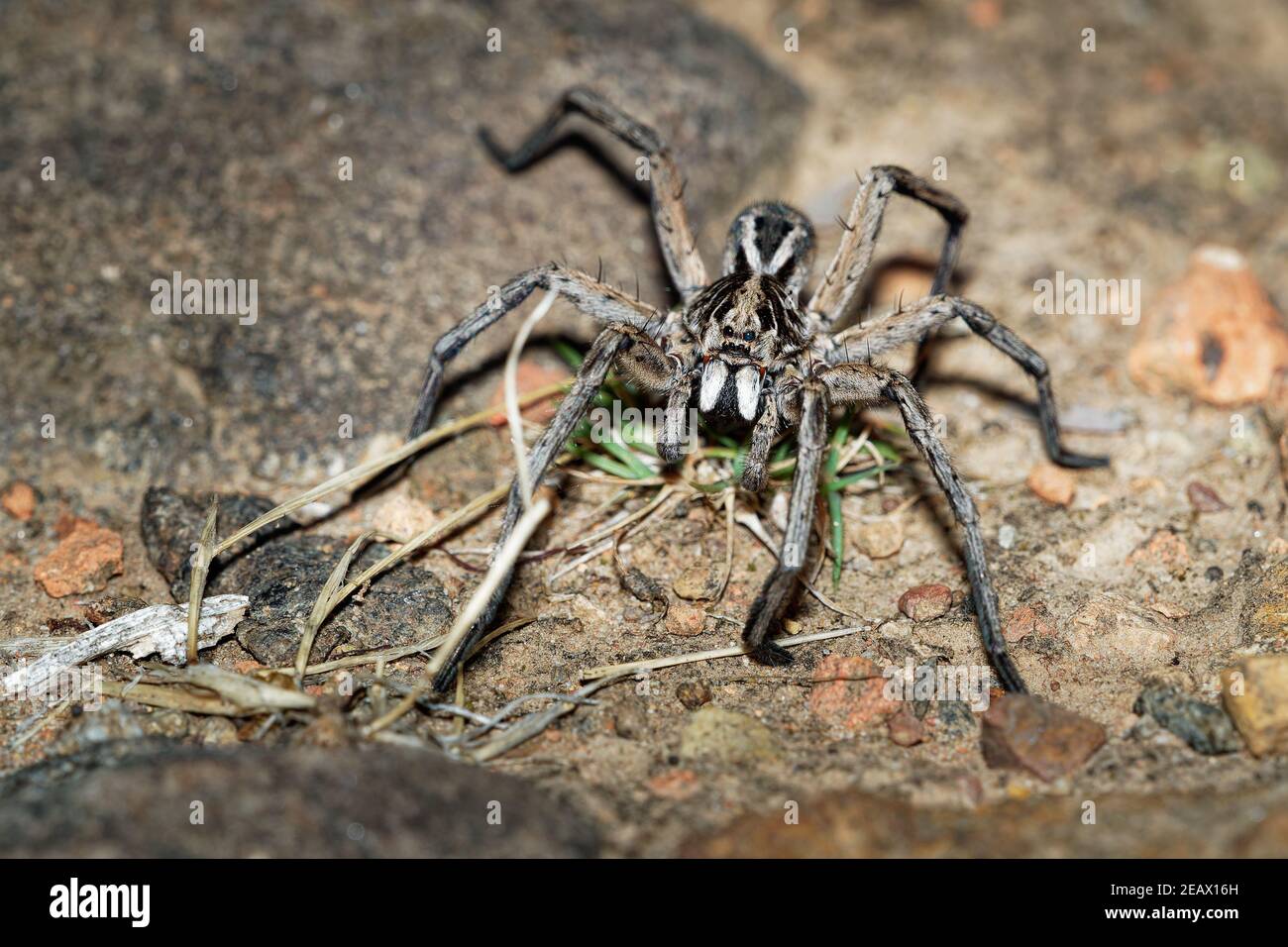 Wolf Spider - Tasmanicosa tasmanica australische Spinnenfamilie Lycosidae, robuste und agile Jäger mit ausgezeichnetem Sehvermögen, leben meist in Einsamkeit und Stockfoto