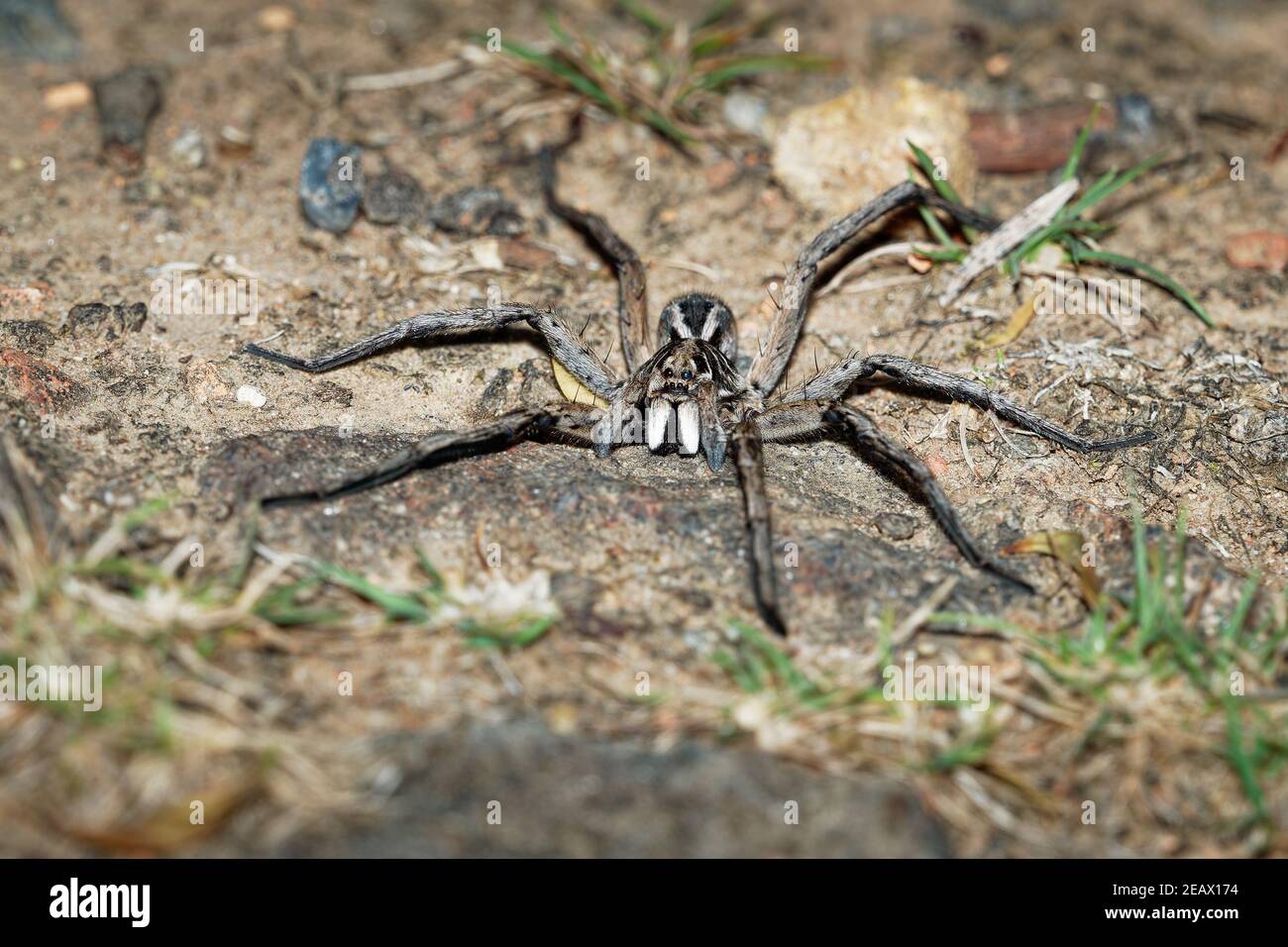 Wolf Spider - Tasmanicosa tasmanica australische Spinnenfamilie Lycosidae, robuste und agile Jäger mit ausgezeichnetem Sehvermögen, leben meist in Einsamkeit und Stockfoto