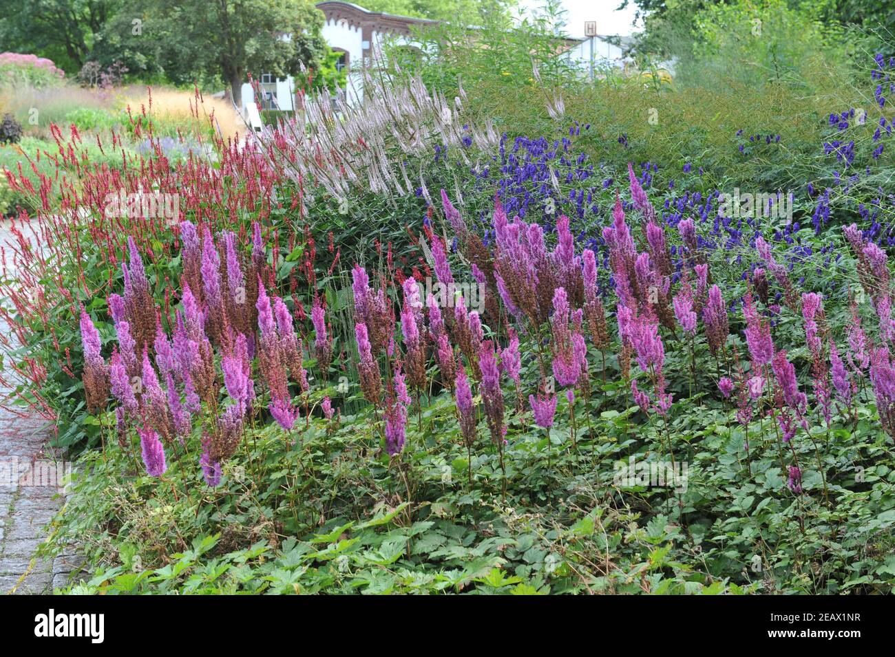 HAMM, DEUTSCHLAND - 15. AUGUST 2015: Bepflanzung im mehrjährigen Wiesenstil von Piet Oudolf im Garten Art Garten im öffentlichen Park Maximilianpark Stockfoto