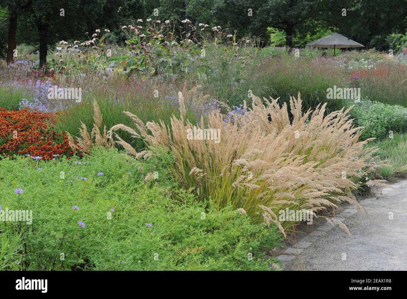HAMM, DEUTSCHLAND - 15. AUGUST 2015: Bepflanzung im mehrjährigen Wiesenstil von Piet Oudolf im Garten Art Garten im öffentlichen Park Maximilianpark Stockfoto