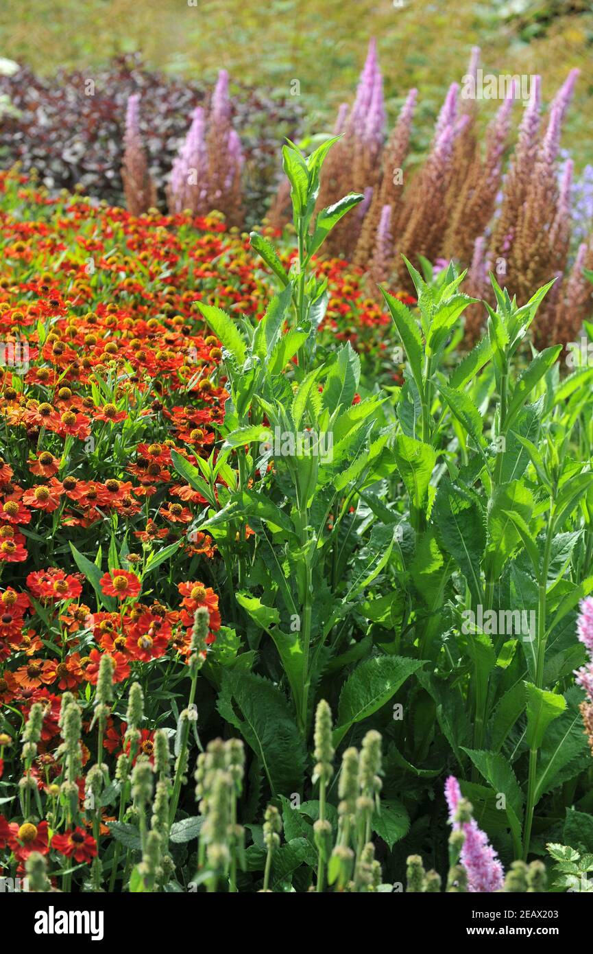 HAMM, DEUTSCHLAND - 15. AUGUST 2015: Bepflanzung im mehrjährigen Wiesenstil von Piet Oudolf im Garten Art Garten im öffentlichen Park Maximilianpark Stockfoto