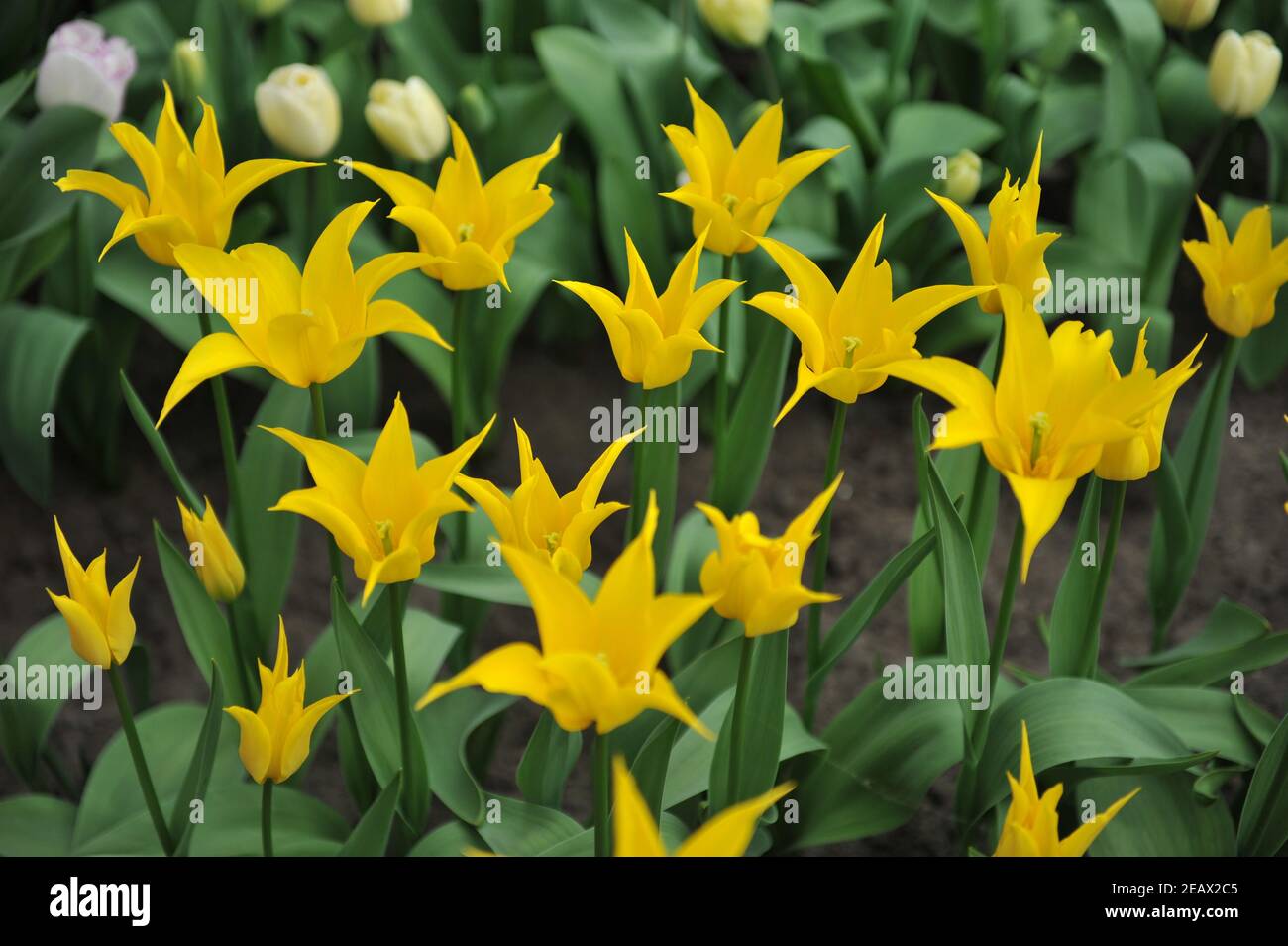 Gelbe Lilie-blühende Tulpen (Tulipa) Flashback blüht in einem Garten April Stockfoto