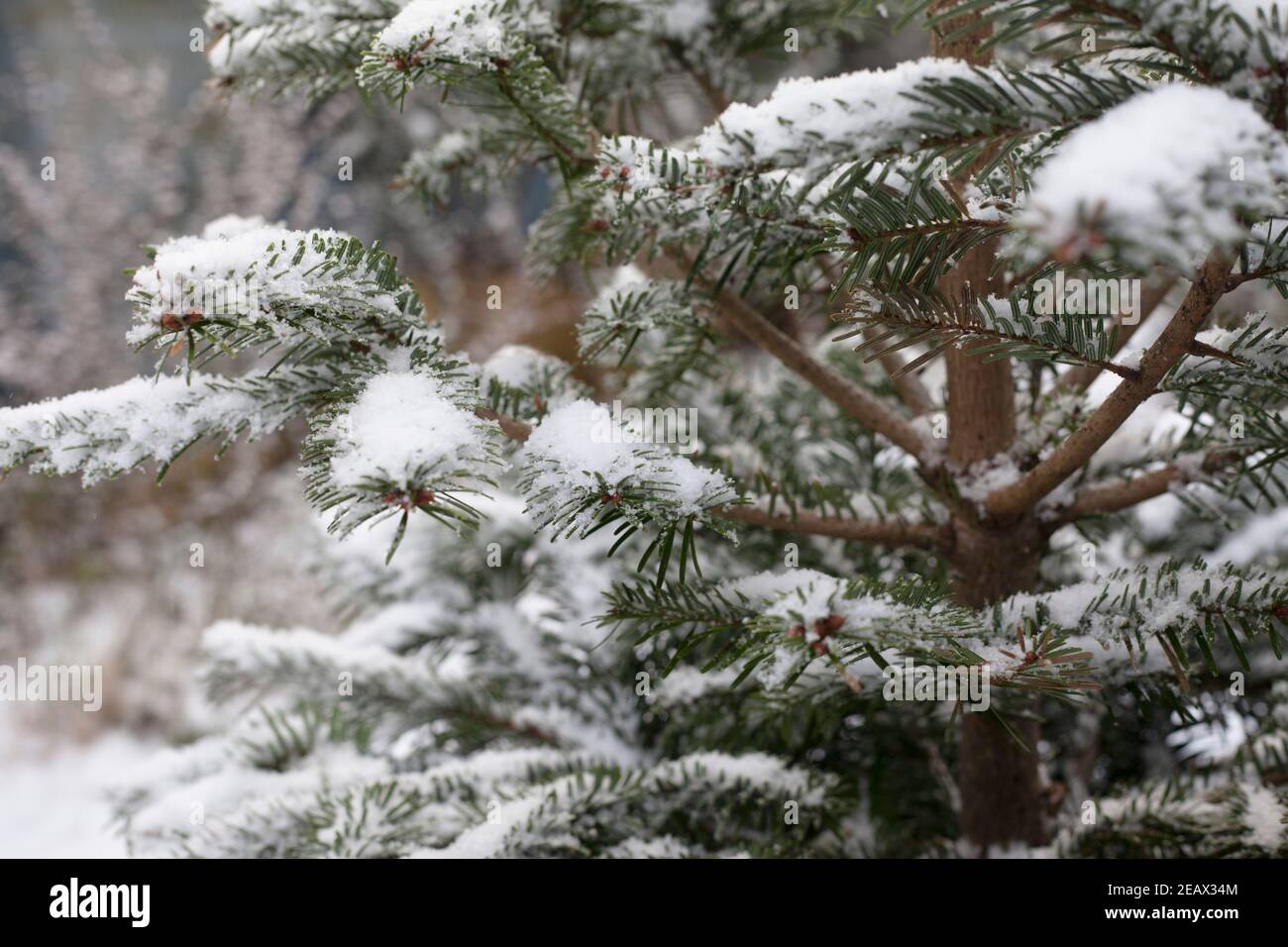 Schnee ruht auf Ästen von Nordmann Fir Weihnachtsbaum Stockfoto