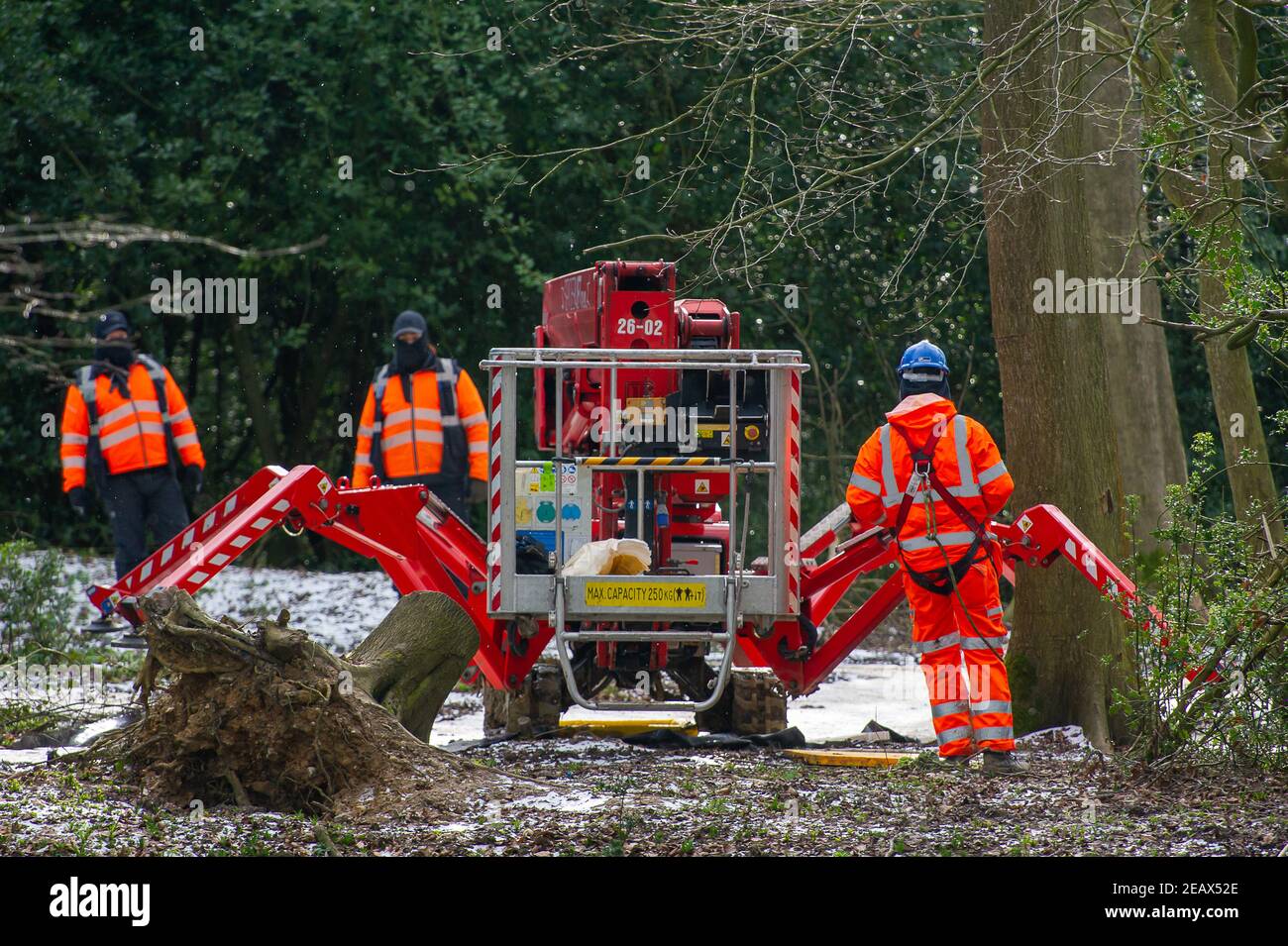 Aylesbury Vale, Buckinghamshire, Großbritannien. 10th. Februar 2021. Ein Kirschpflücker sieht in dem schönen Wald fremd aus. Ökologen arbeiten im Auftrag von HS2 Ltd wurden Fledermausuntersuchungen in Jones Hill Wood heute tun. Die Ökologen stellten Endoskope in potenzielle Fledermausquartiere, die alle schlafenden Fledermäuse gestört haben könnten. Sehr seltene Barbaren Fledermäuse werden geglaubt, um in diesem Wald zu brüten. HS2 plant, einen großen Teil dieses alten Waldgebietes für die umstrittene Hochgeschwindigkeitsstrecke von London nach Birmingham zu zerstören. Quelle: Maureen McLean/Alamy Live News Stockfoto