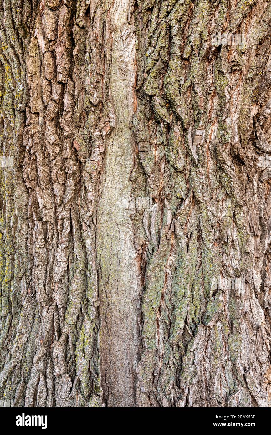 Eastern Cottonwood Tree Bark (Populus deltoides), E USA, von Dominique Braud/Dembinsky Photo Assoc Stockfoto