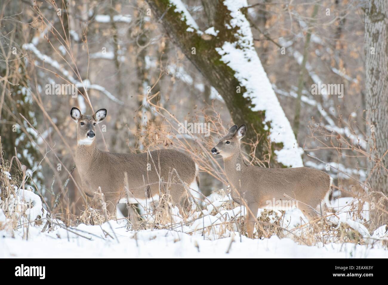 Weißschwanzhirsch, Rehe und Frühlingsfawn (Odocoileus virginianus), Herbst, E Nordamerika, von Dominique Braud/Dembinsky Photo Assoc Stockfoto