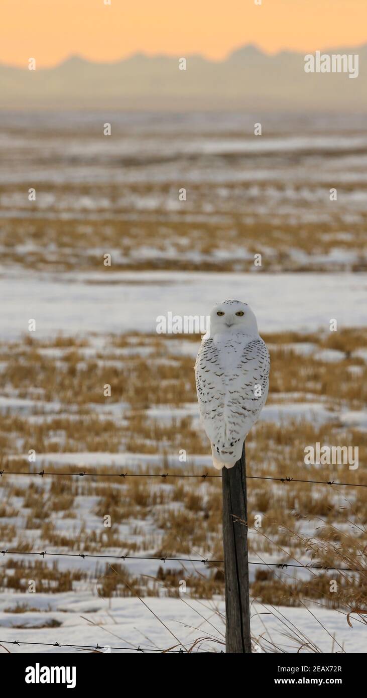 Schneeeule Stockfoto