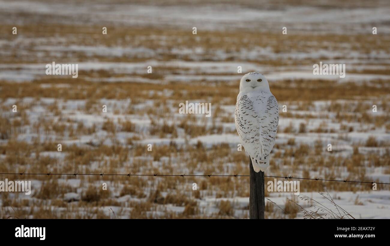 Schneeeule Stockfoto