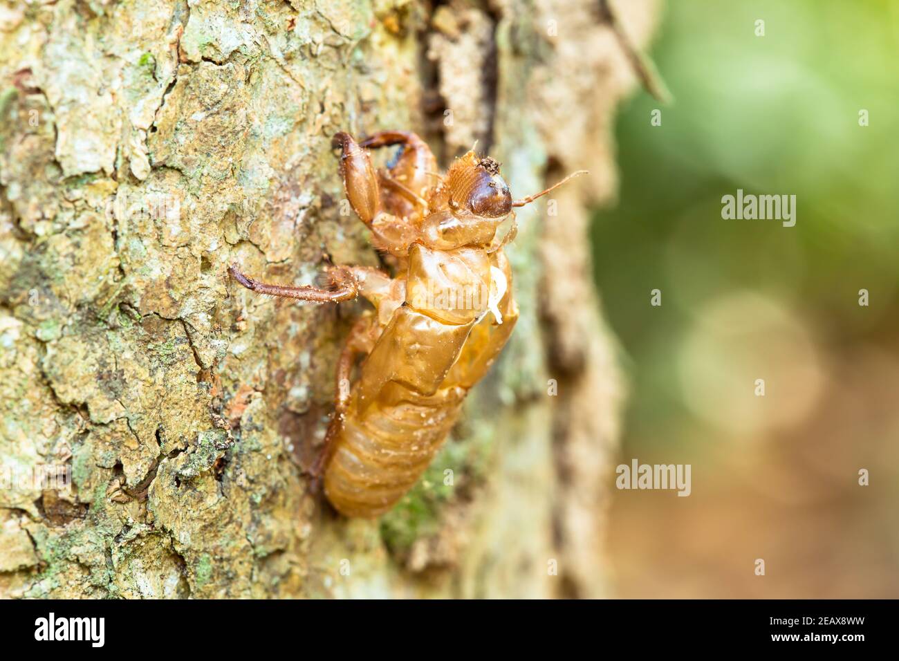 Cicada Exuviae, die sich an EINEM Baum festklammert Stockfoto