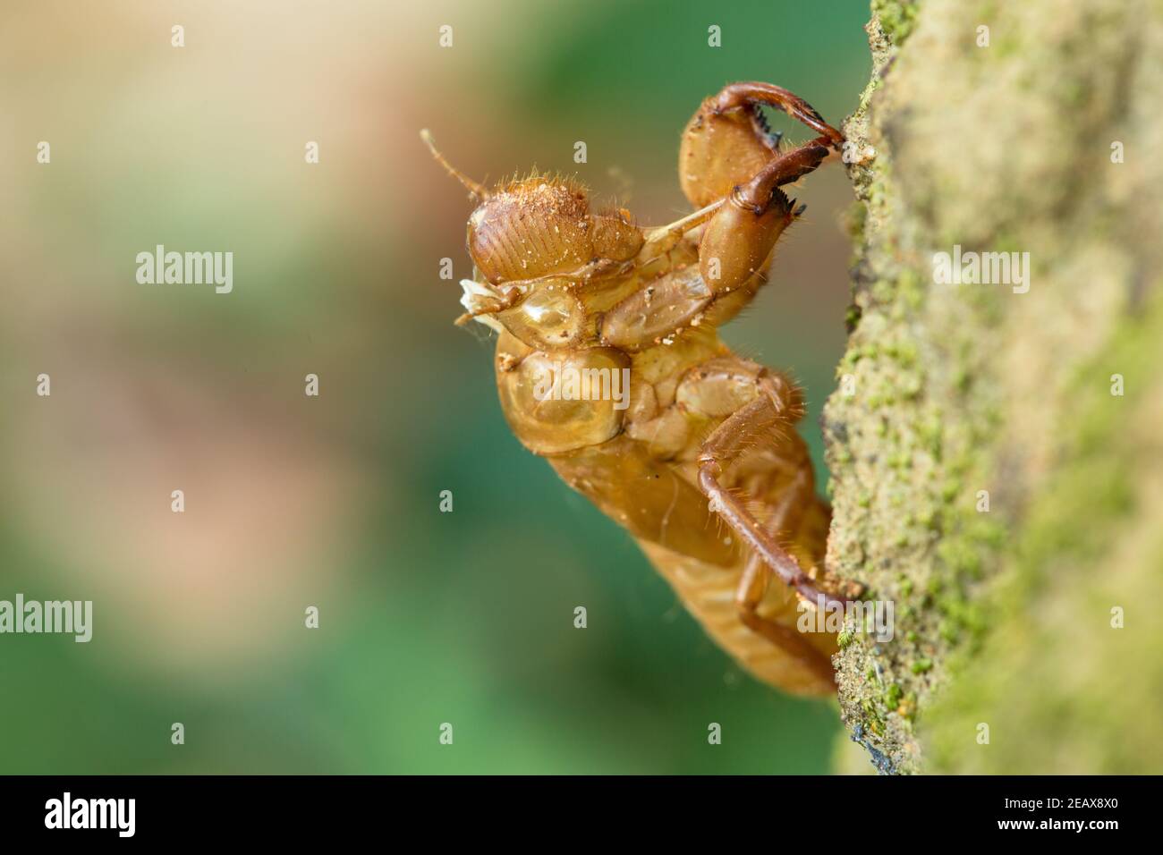 Ein Cicada verlassene Shell Stockfoto