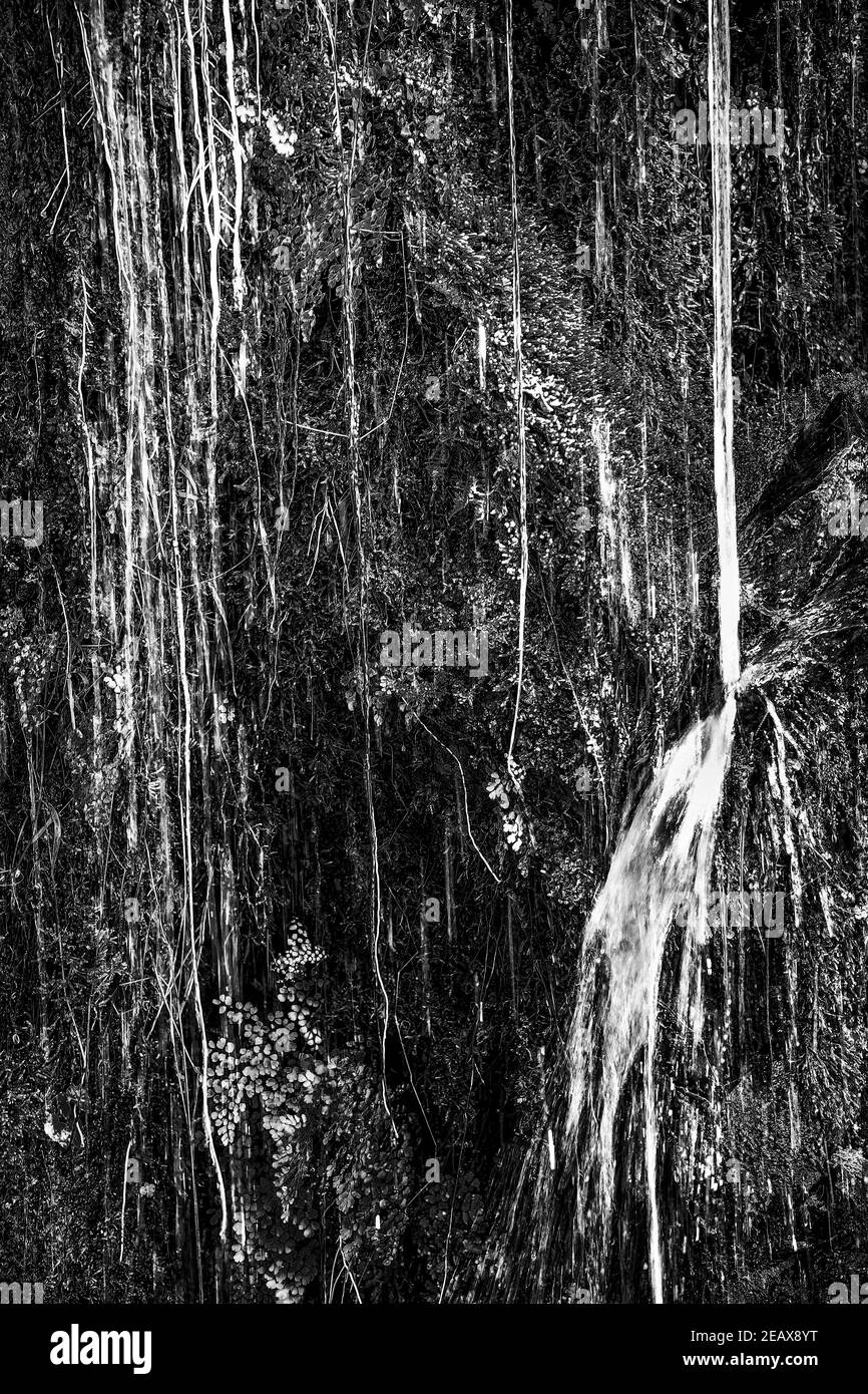 Schwarz-weiße Textur in Dschungelreben und Blättern tropfend und gießen Wasser auf tropische Wand. Stockfoto